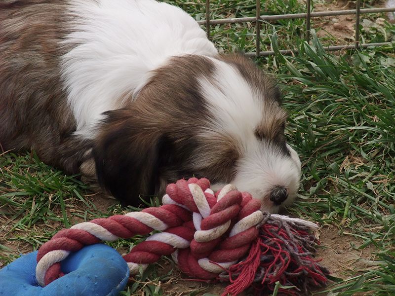 Du moulin de la durandière - Terrier Tibetain - Portée née le 29/03/2017